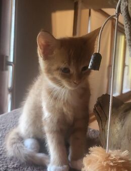 Main Coon Mix - Hausach