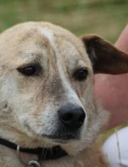 Mignon - liebenswerter, ruhiger Rüde - Lohra