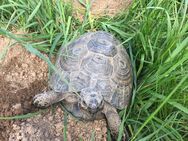Landschildkröte - Leonberg (Baden-Württemberg)