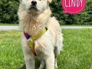Cindy - eine ängstliche bildhübsche - Flörsheim-Dalsheim