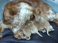 Cocker Spaniel Welpen - Hamburg