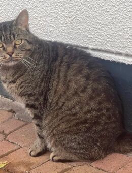 Lui, liebevoller British-Kurzhaar-Kater sucht ein neues Zuhause - Hanau (Brüder-Grimm-Stadt) Großauheim