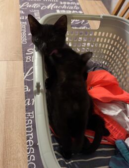 2 Katzen Geschwister zusammen abzugeben - Halle (Saale)