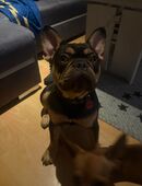 Französische Bulldogge in Liebevolle Hände abzugeben in 31174