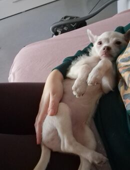 Chihuahua Terrier Mix 1 Jahr alt - Wahlstedt