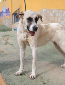 Senda groß mit viel Herz - Berlin