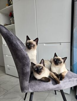 Siam Kitten "Geimpft mit Untersuchung" - Alfeld (Leine)