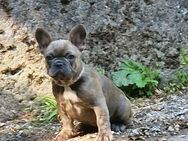 Französische Bulldoggen Welpen - Bad Brückenau