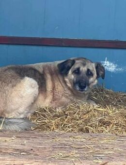 LOLA sucht geduldige Menschen! - Neuberg