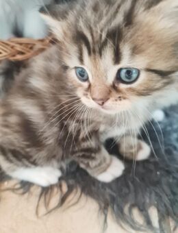 Bildschöne Angora Kitten - Gelsenkirchen