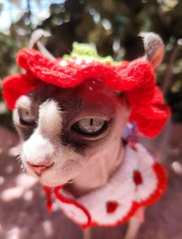 Sphynx Katze - Kassel Wolfsanger-Hasenhecke