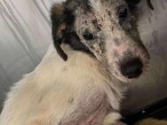 Armer TOBY sucht seine Familie - Neuberg