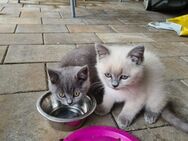 BKH Kitten Abgabereit - Gimbsheim