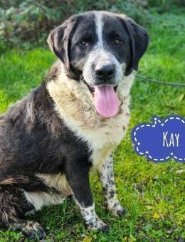 Kay ein großer Teddybär - Mannheim