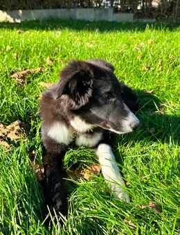 Australischer Schäferhund - Appenweier