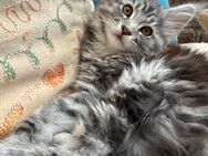 Reinrassiges Maine Coon Kitten Coco mit Abstammungsnachweis - Bottrop