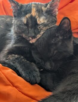 5 Monate Alt Katzen (weiblich) - Ronneburg (Thüringen)