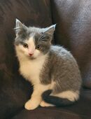 Kätzchen / Kitten Rassemix in 27211