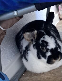 2 süße zahmen hasen - Halle (Saale)