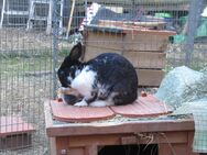 Kaninchen suchen ein neues Zuhause - München
