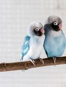 Ein Paar Rußköpfchen (Agapornis nigrigenis) mit DNA von 2024 zu verkaufen. in 39291