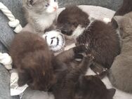 Baby Kitten suchen ein liebevolles neues Zuhause ( ab 13.08.25 ) - Castrop-Rauxel