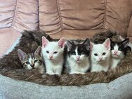 5 süße kleine Babykatzen/ Katzenbabys/ Kitten - Adlkofen