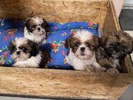 Shih-Tzu Welpen suchen ein zuhause - Goldberg Zentrum