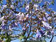 Blauglockenbaum blaue Blüte Kiribaum Zierbaum Kiri Bäume blau Baum Samen Wald Garten Samen Saatgut Kiri Energiepflanze Baum mit rießigen Blättern und wunderschönen Blüten Bienen in 74629