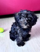 Yorkipoo-Welpen. Abgabebereit. in 65929