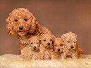 Maltipoo Welpen - Chemnitz