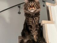 Maine Coon Deckkater mit Stammbaum und Gentest - Niederkassel