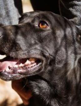 Kajo 💗 super lieber Bub sucht Zuhause - Hamburg