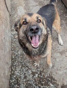 Samy sucht Dich - Wallerfangen