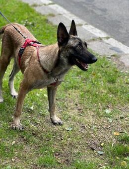 Liebevolle Malinois Mischlings Hündin - Schlitz