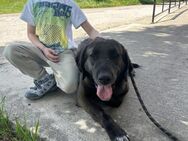 Ruhige ALMA wäre perfekter Familienhund♥ - München