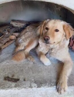 GINA 🧡🧡🧡 sucht Familienanschluss - Herxheim (Landau)