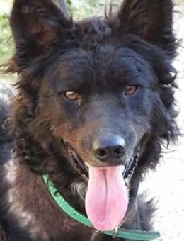 RUNDi hat einen Wunsch - Gefrees