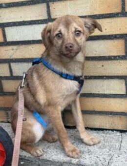 Finley - wartet in 53757 Sankt Augustin - Oberwies