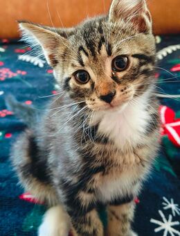 Maine-Coon-Kitten (4xP2) zu verkaufen - Bellheim