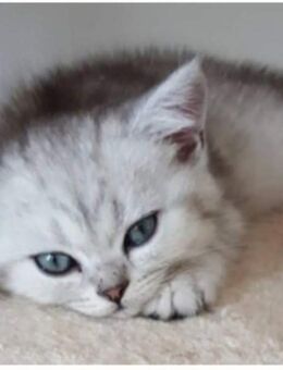 Reinrassige BKH Kitten mit WCF-Stammbaum - Aichach