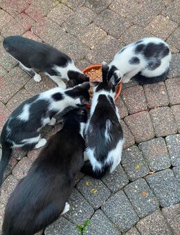 Katzenbabys suchen tolles zu Hause - Würselen