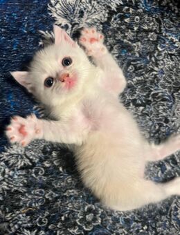 Reinrassige perser, Persisch-Chinchilla mix Britisch Kätzchen - Berlin Lichtenberg