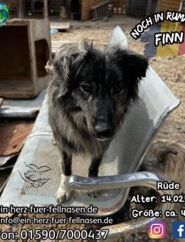 FINN-sooo ein hübsches, liebes Kerlchen - Waakirchen