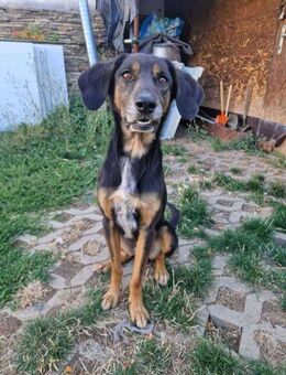 🧡 GARIBALDI 🧡 - ZUHAUSE GESUCHT! - Alfeld (Leine)