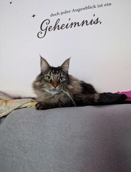 Kastrierter Maine Coon Kater sucht neues Zuhause - Gladbeck