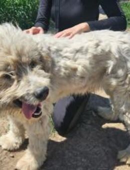 Bärchen: sein Name ist Programm - München