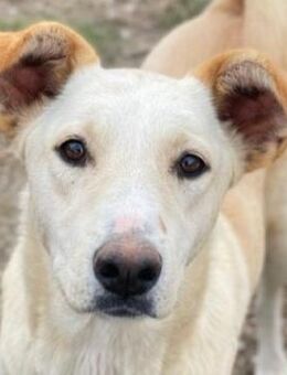 Kalena, geb. ca. 01/2025, GRIECHENLAND - Euskirchen