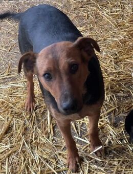 Leyla - geb. 01.01.2021 - Remagen