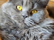 BLH Kater ein Jahr alt - Bad Wünnenberg